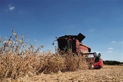  美國俄亥俄州的大豆農場正在收割 視覺中國圖