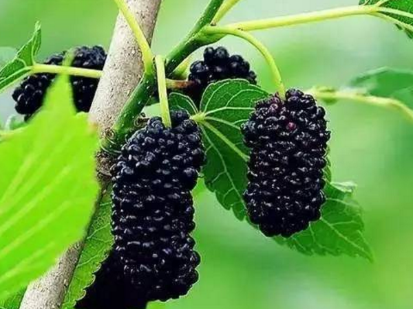 黑加侖 黑葡萄 桑葚 黑色水果
