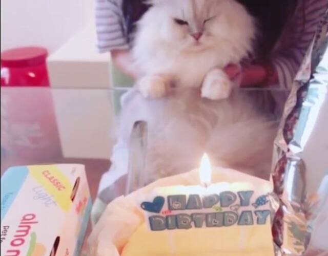  據香港媒體報導，藝人舒淇是出了名愛貓之人，就算自己皮膚嚴重過敏，都絕不棄養！23日，舒淇就在社交網分享一段她為愛貓慶生的影片，並留言：「May may man Happy birthday 」