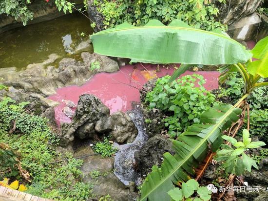 一些種植戶倒掉的火龍果把水池的水染成了粉紅色。本報記者張典標攝