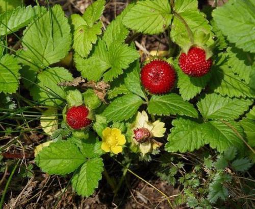 了解一下蛇莓和野草莓區別