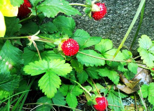 了解一下蛇莓和野草莓區別