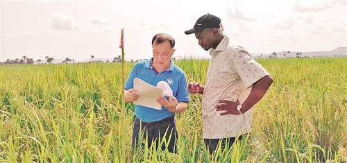 黎志康研究員（左）在田間指導水稻育種。本報記者 常 理攝