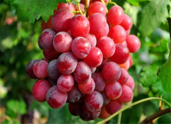 夏季發燒怎麼辦 吃葡萄和奇異果