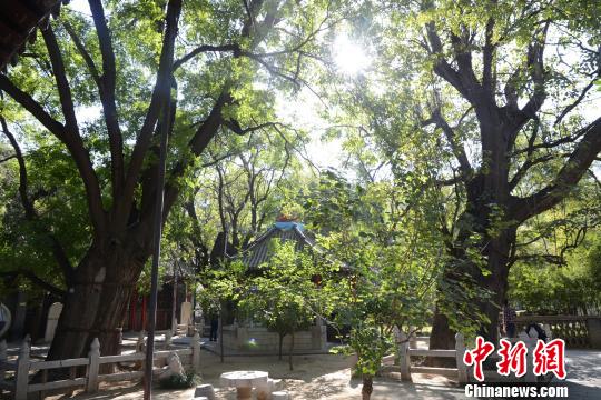 青州市范公亭公園內共有2株唐楸，樹齡1300年有餘，樹高15米左右。 山東省林業廳供圖
