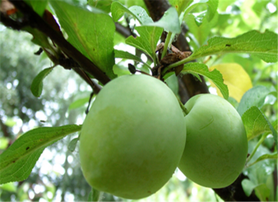 青蘋果的養生作用和食用方法