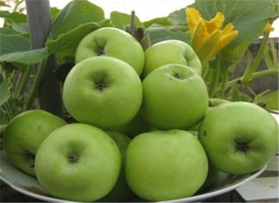 青蘋果的養生作用和食用方法