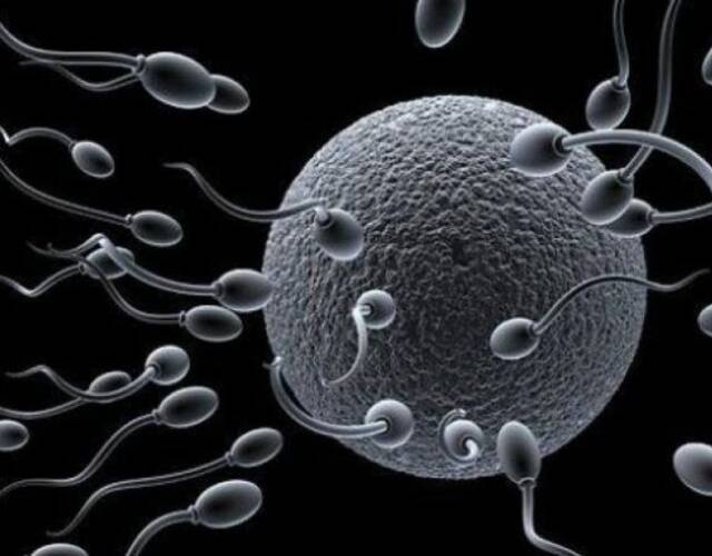「地球以外的多代生物的存活需要正常精子和卵細胞的正常功能，」該研究計劃中說。「太空飛行條件下對精子依賴生育功能的影響目前還有許多未解之謎。」