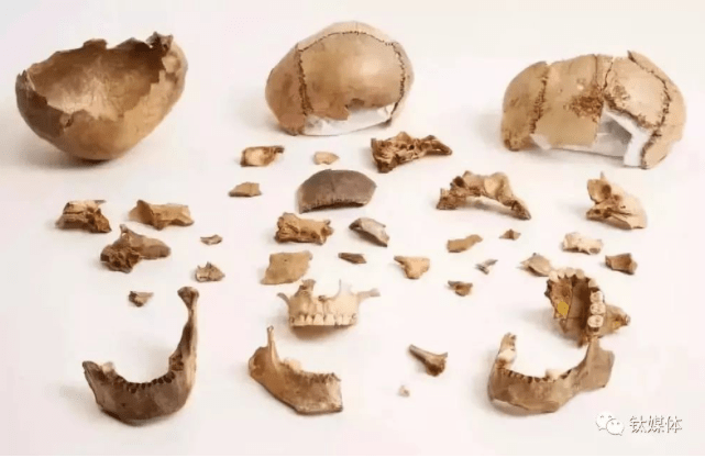 古人類的遺骨保留著同類相食的痕跡，圖片來源：美國自然歷史博物館